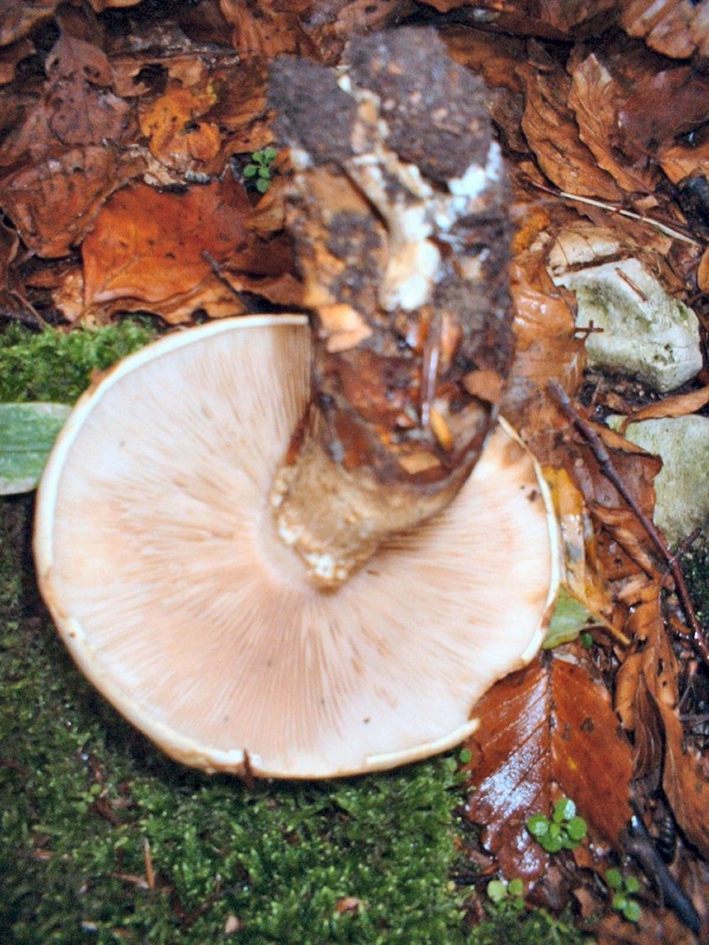 Hebeloma radicosum